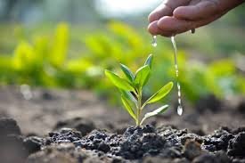 Tree Plantation